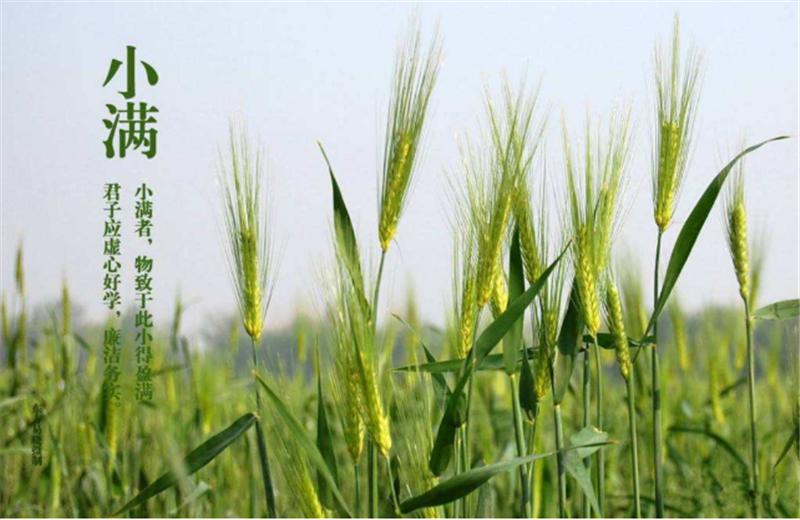 什么是二十四節(jié)氣“小滿(mǎn)”它的習(xí)俗又是什么？